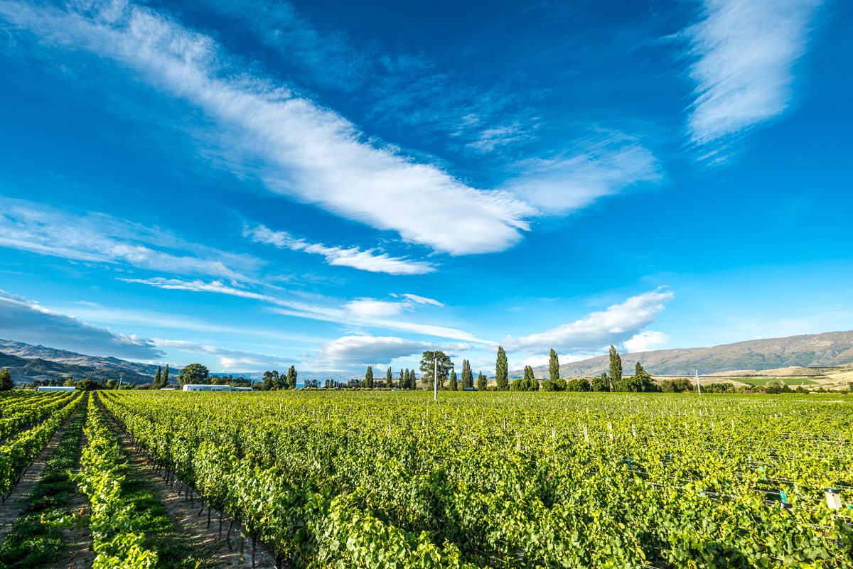 Our Land - DUNBAR ESTATES - Shine basin - Central Otago